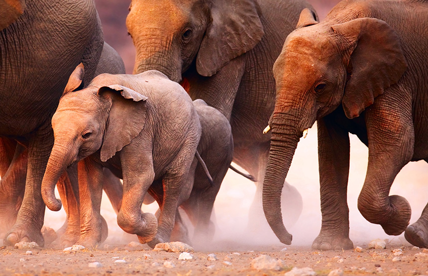 Desert elephants, Namibia
