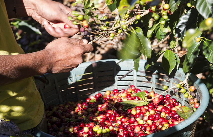 Coffee bean harvesting