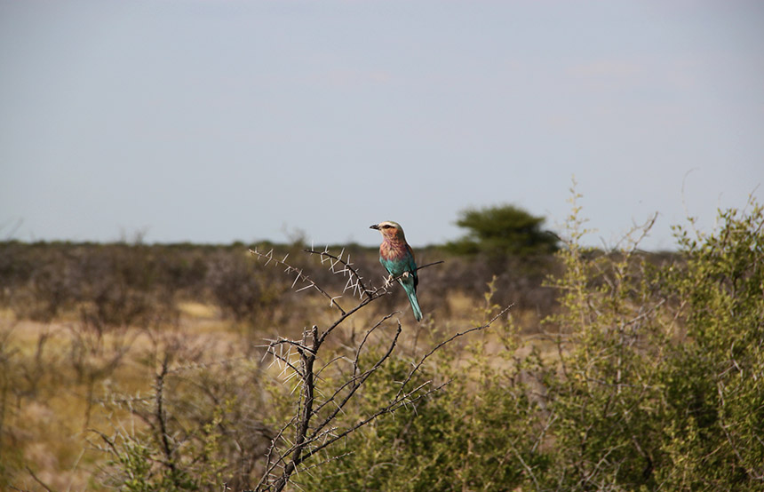 Etosha, Botswana