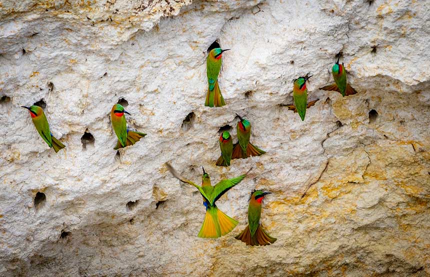 Red throat bee eaters, Uganda