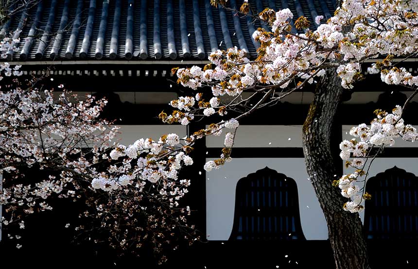 Sakura in Kyoto