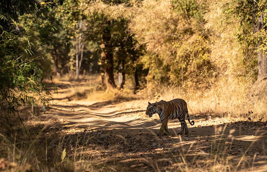 Tigers, Bandhavgarh