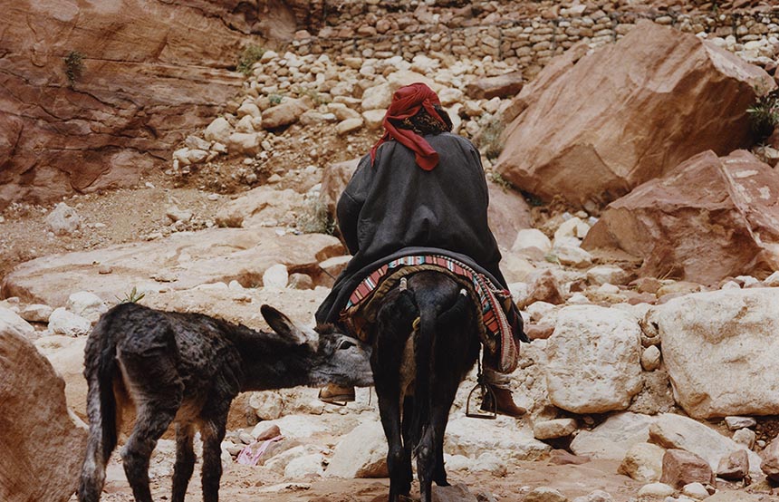 donkey in Jordan