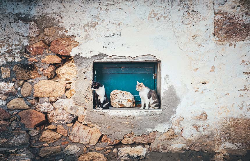 Milos cats