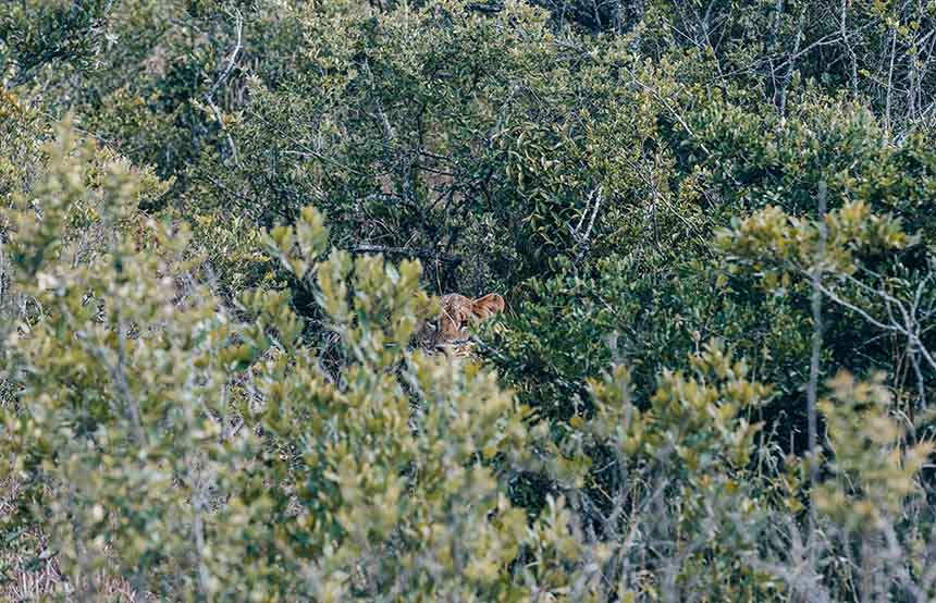 Kenya animal