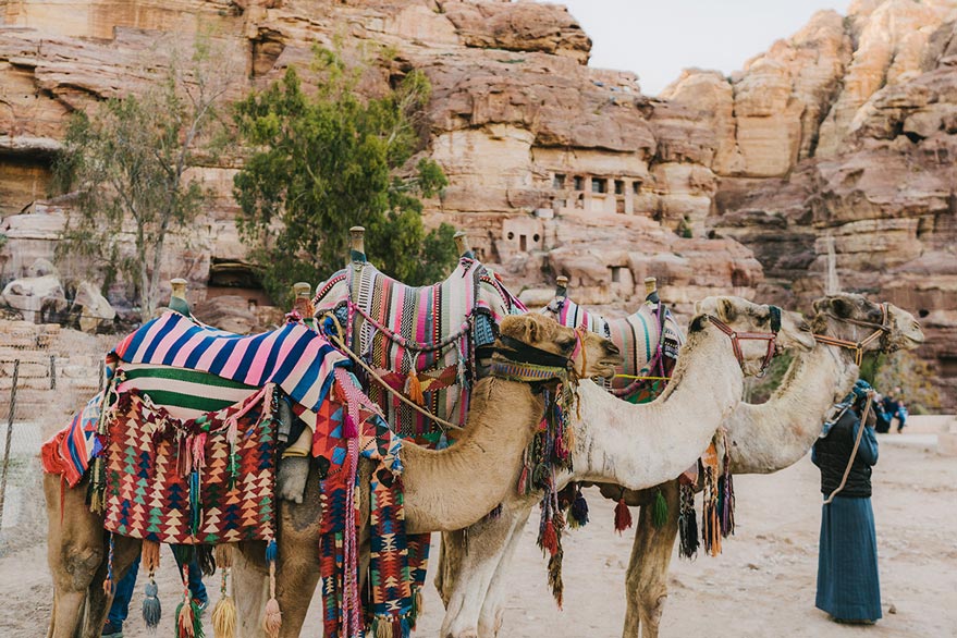 camels in jordan