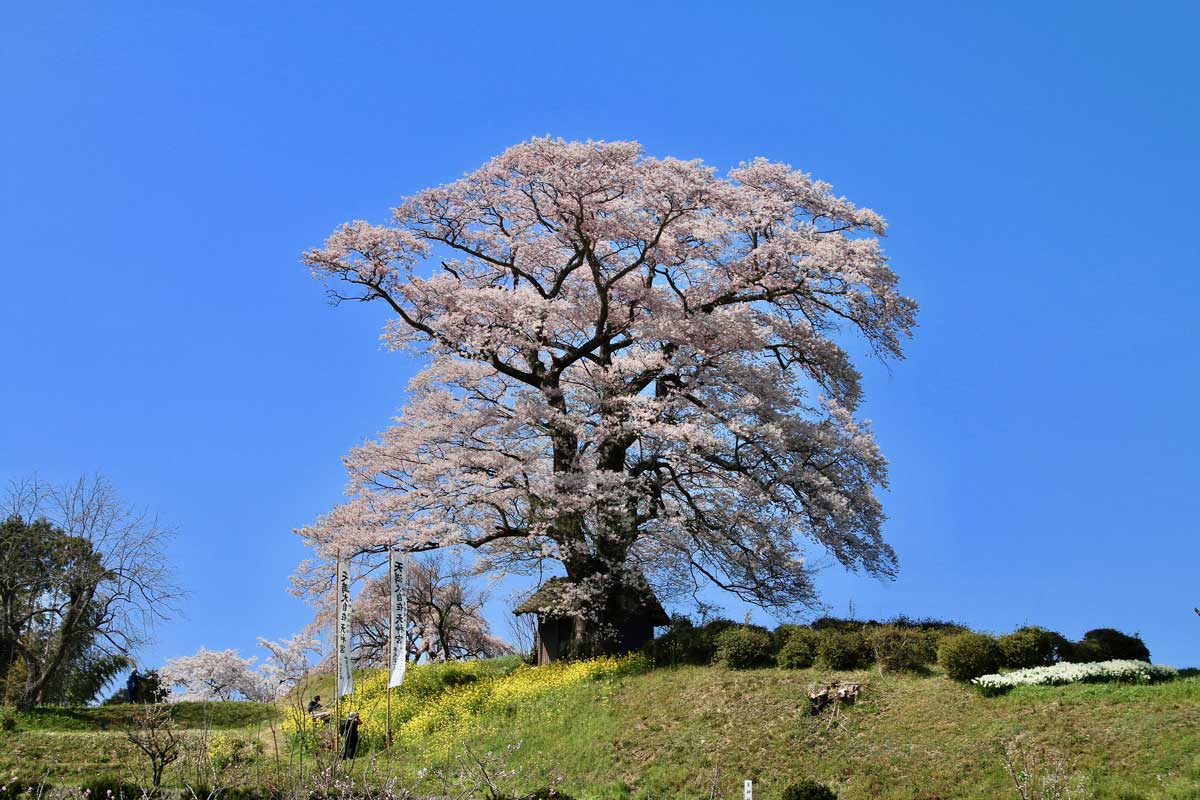 Japan tree