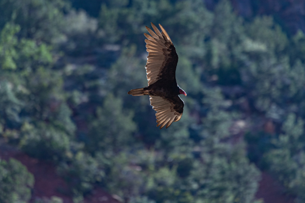 Condor Zion National Park