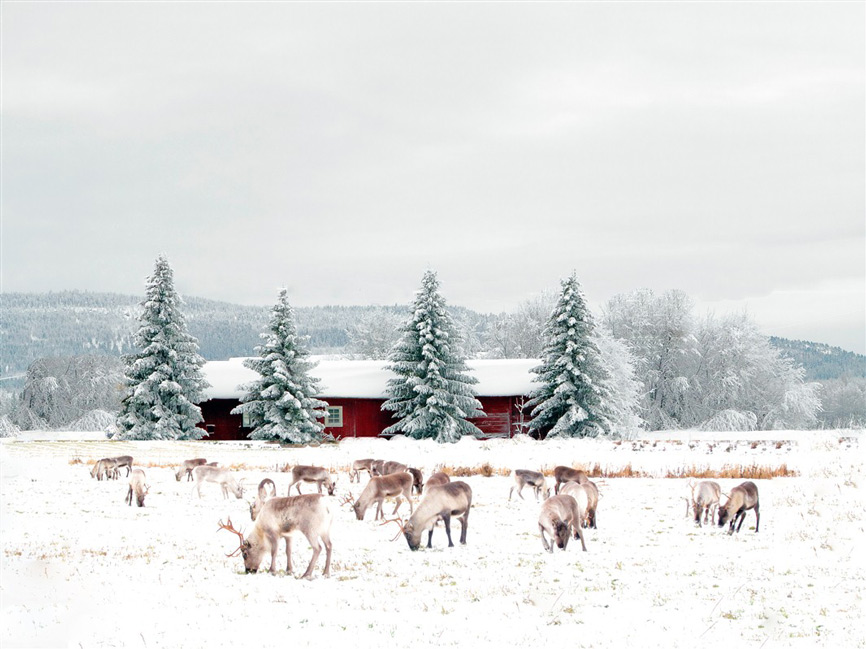 Snow in Lapland