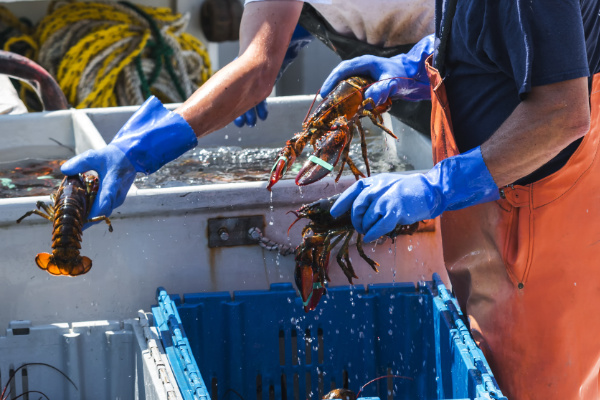 Lobster fisherman