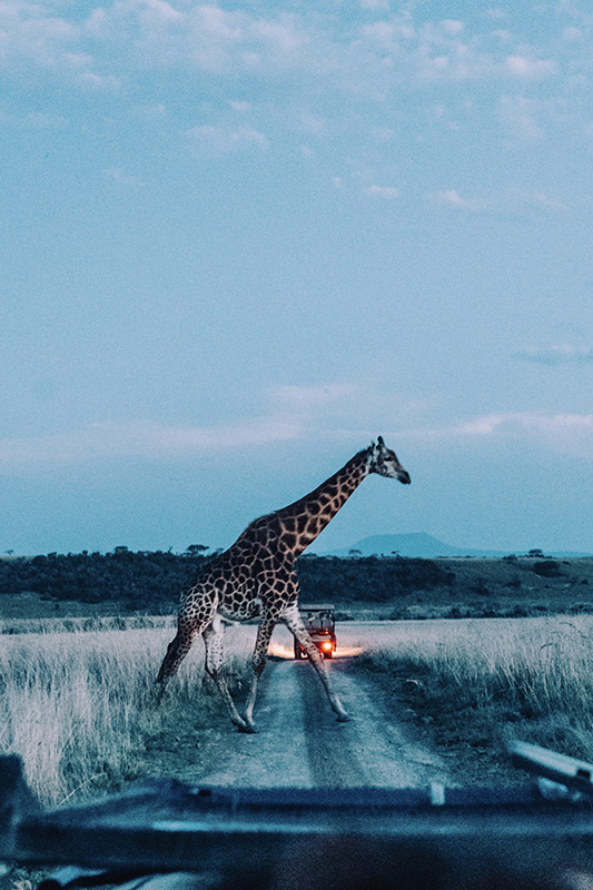 giraffe in south africa