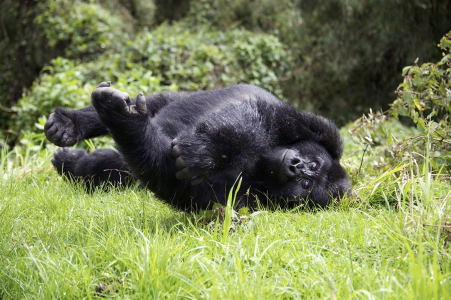 Gorilla playing in Rwanda