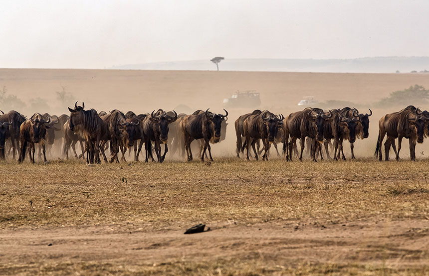 Great Wildebeest Migration in Tanzania