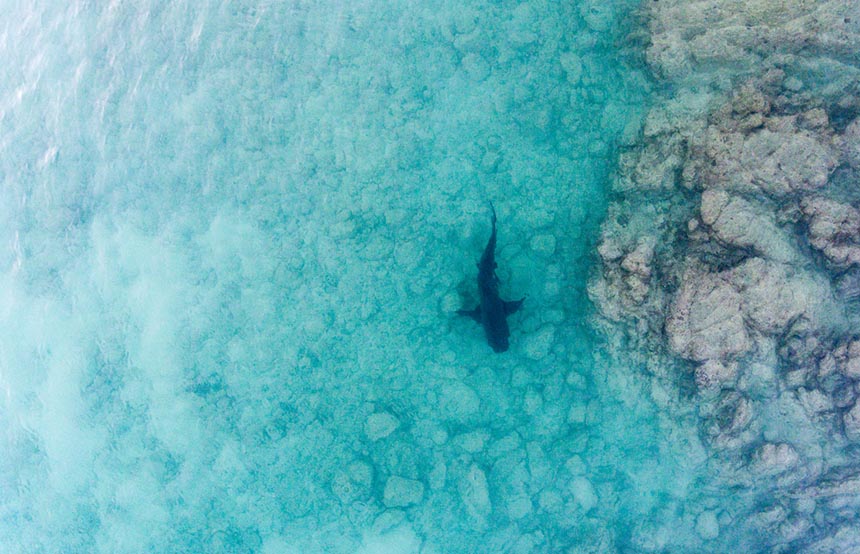 Bull shark off the coast of Costa Rica