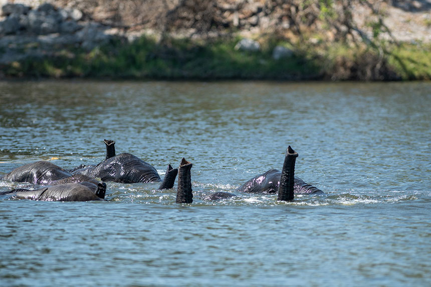 Elephants swimming in Gal Oya National Park, Sri Lanka