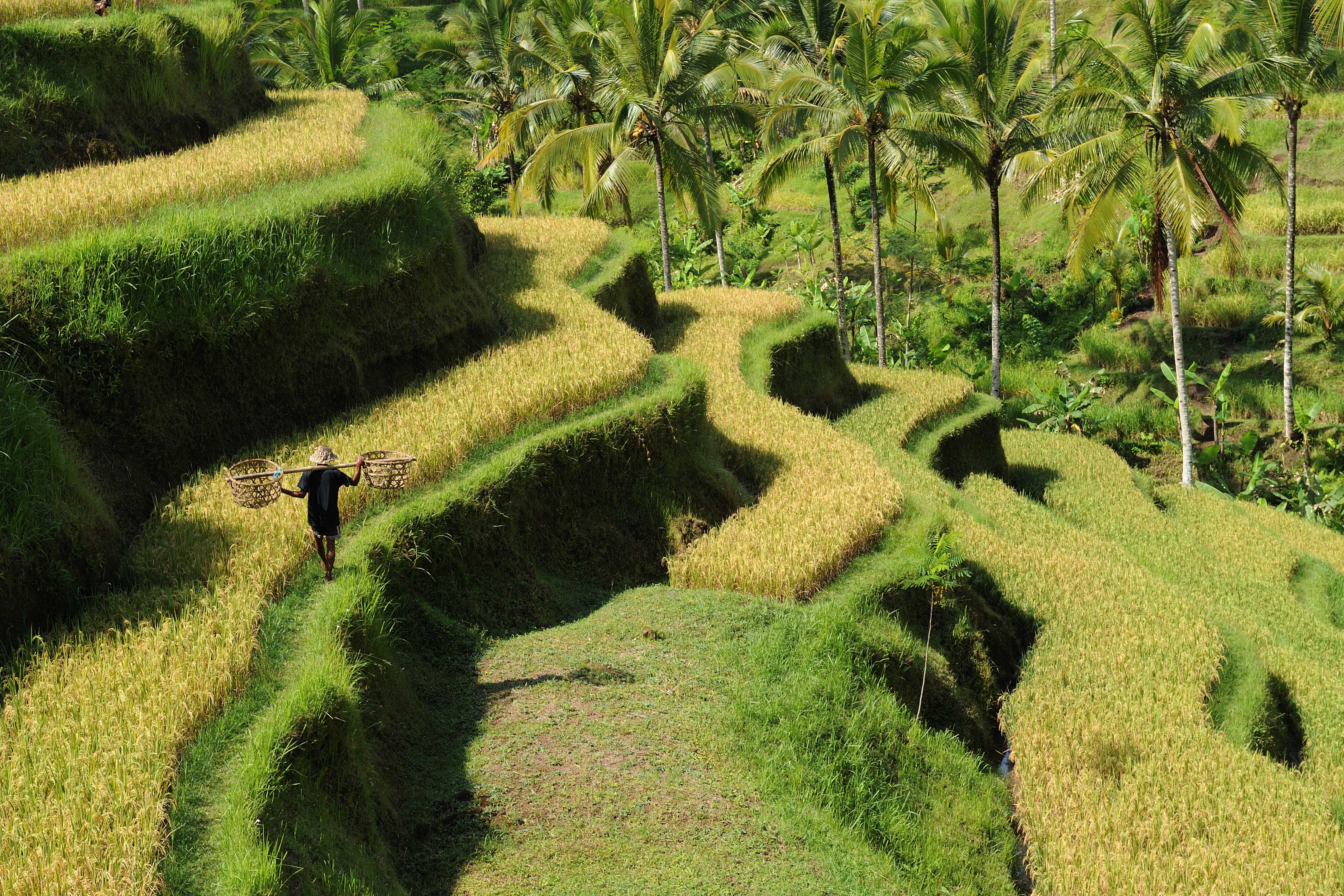 Bali rice paddies