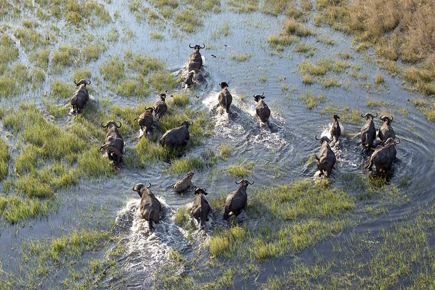 Wildebeest running through the Okavango Delta, Botswana