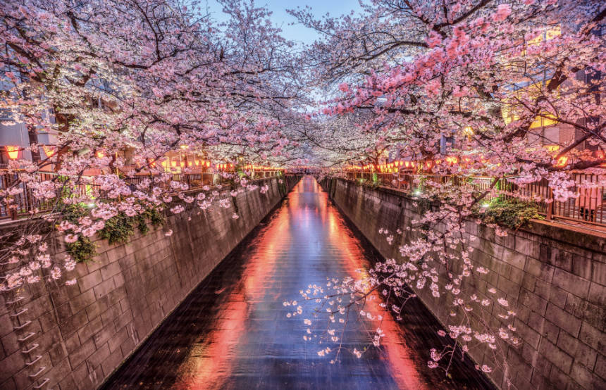 Cherry blossom