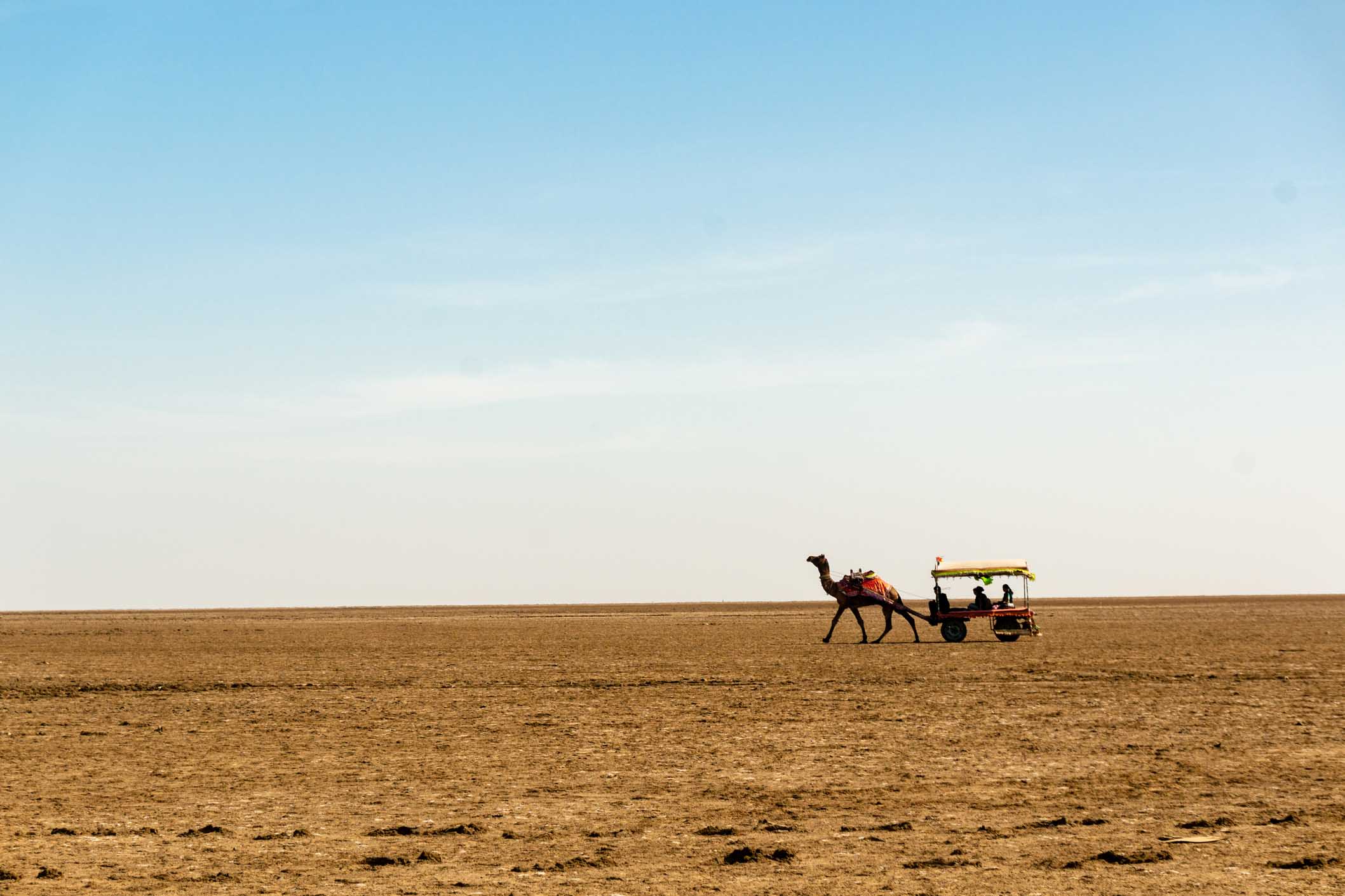 camel riding in India