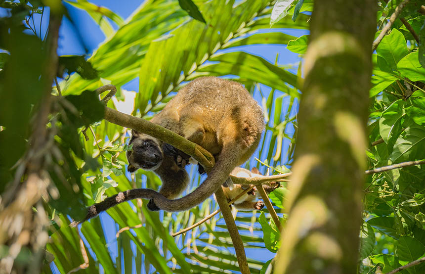 Tree kangaroo in Daintree, Australia