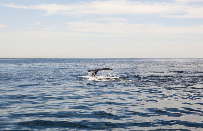 Whale watching in Costa Rica