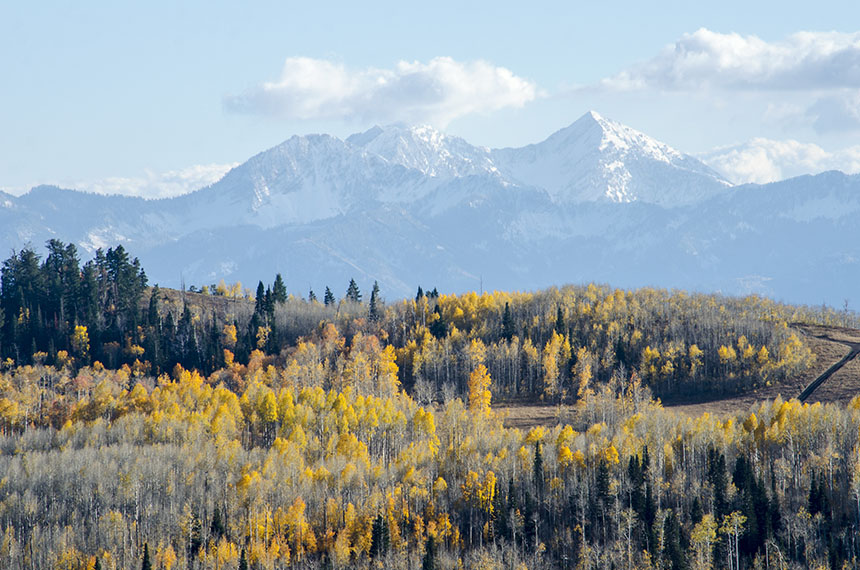 Pando Trees in Utah