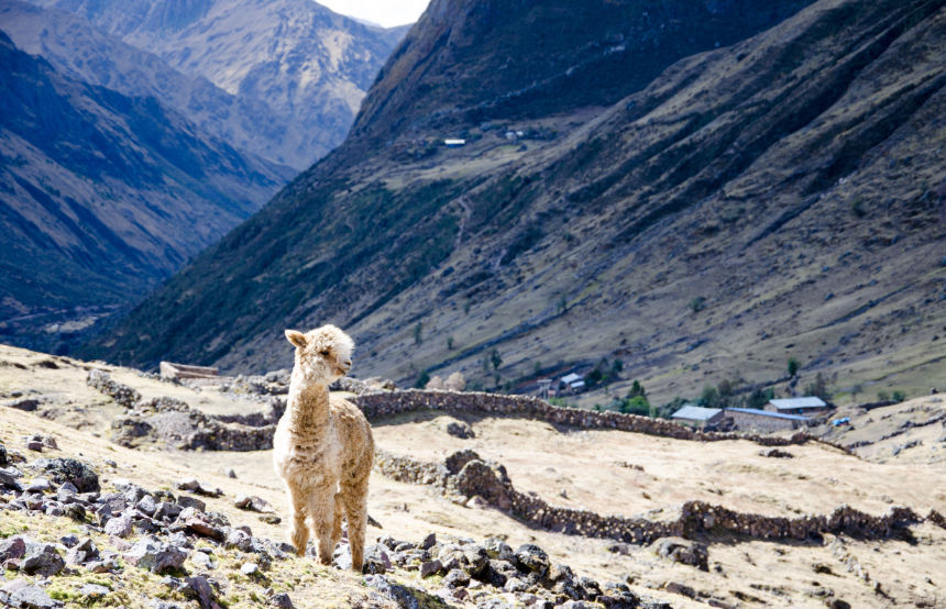 Lares