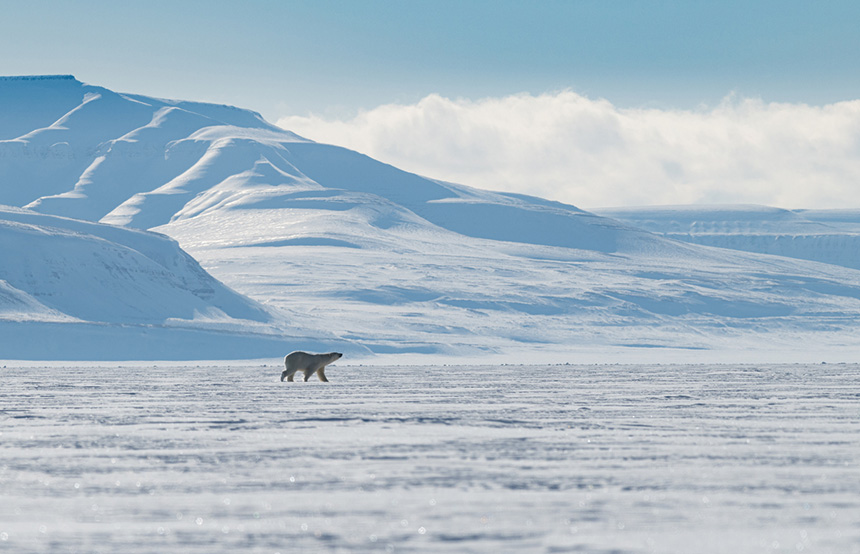 Polar bear in Svalbard