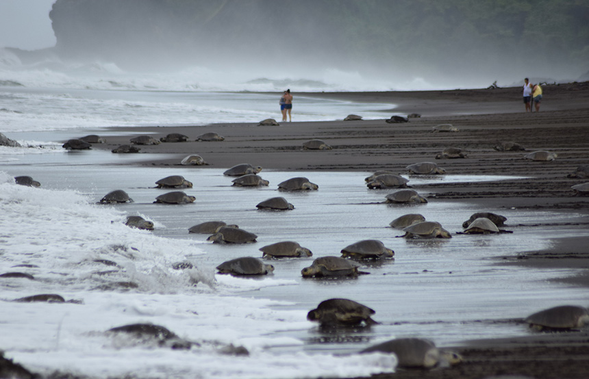 turtles in Costa Rica