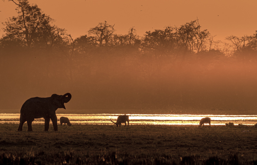 Kaziranga National Park