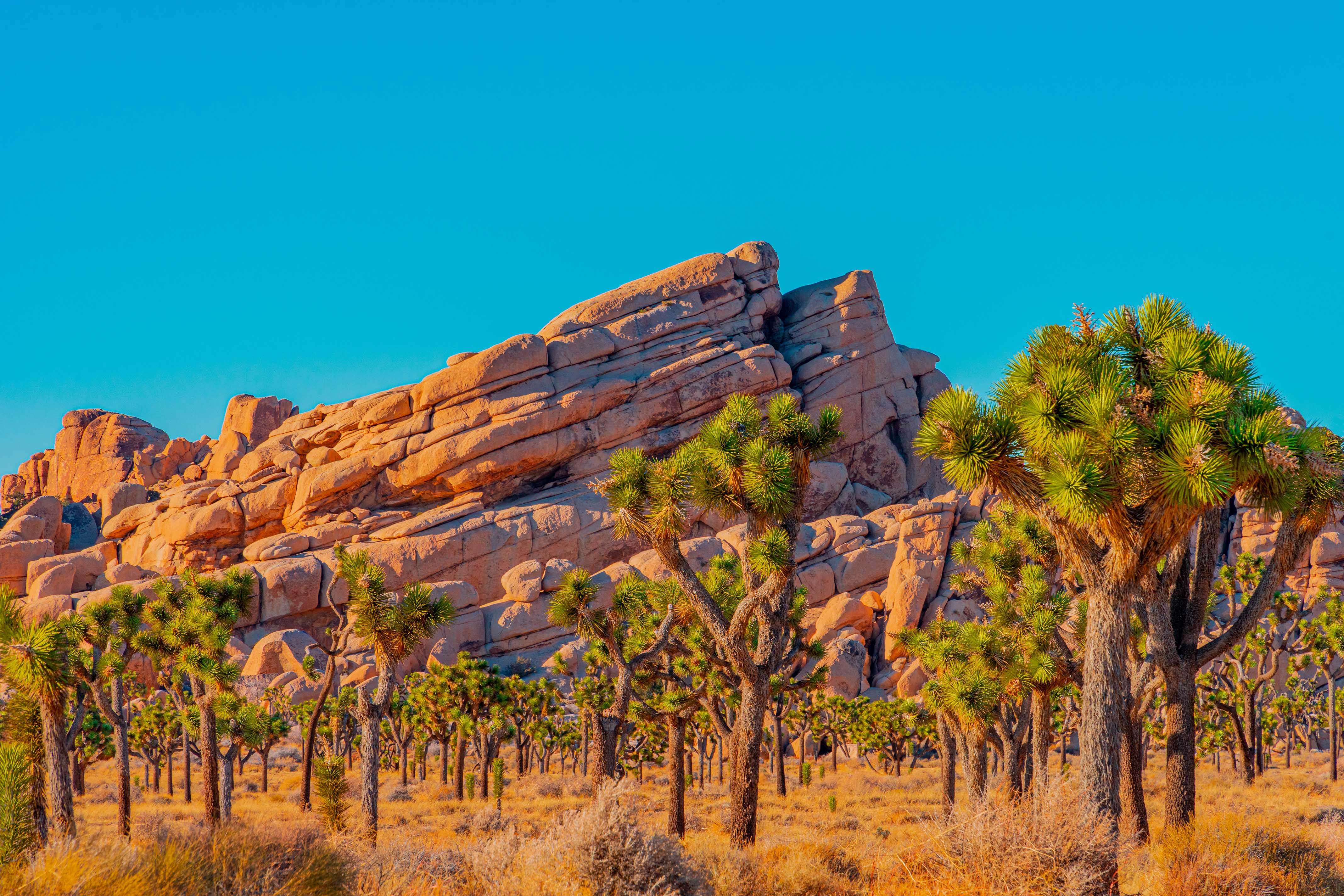 joshua tree park