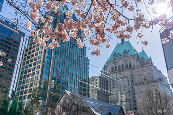 Cherry blossom in Vancouver