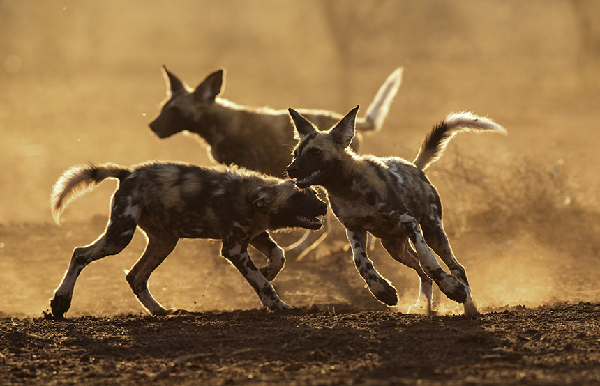 Wild dogs playing in South Africa