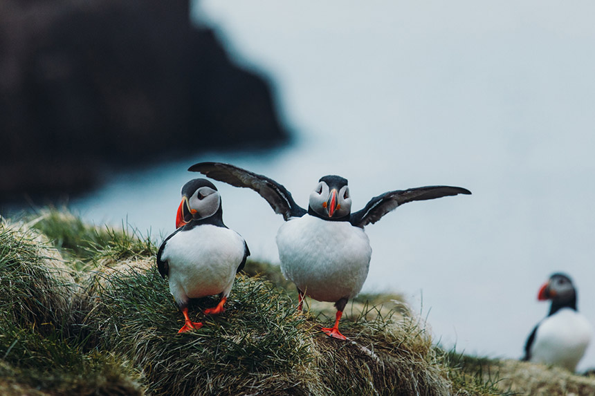 Puffins on a cliff in Iceland