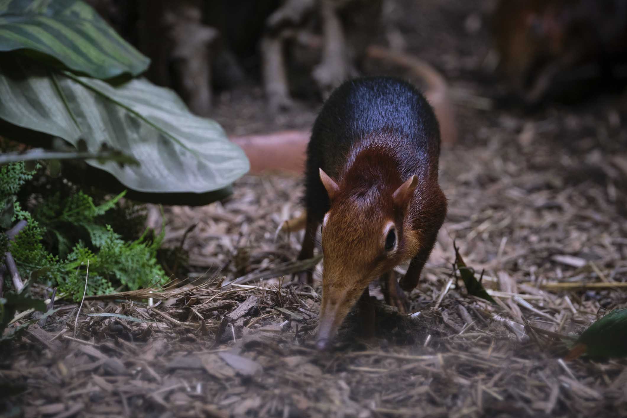 elephant shrew