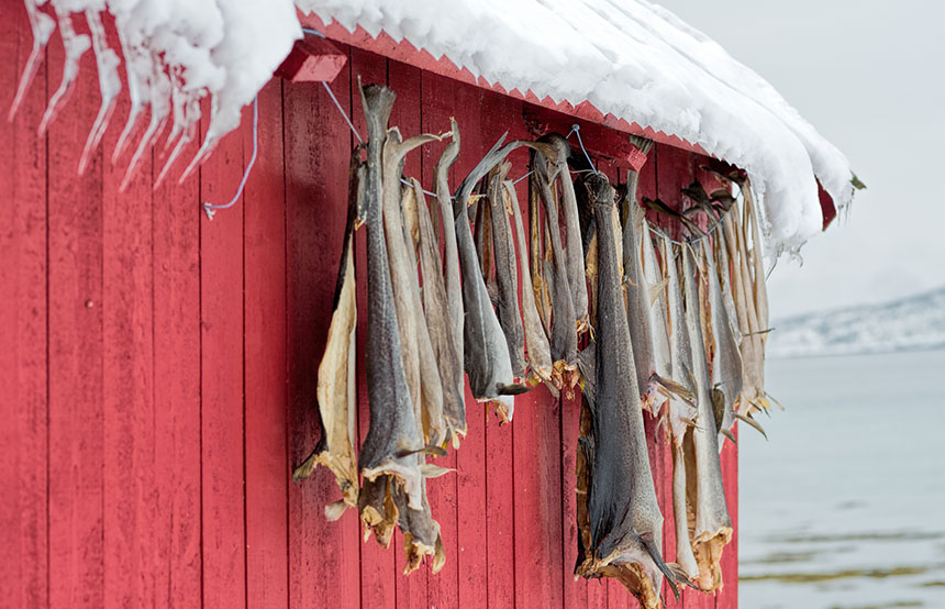 Drying fish in Iceland