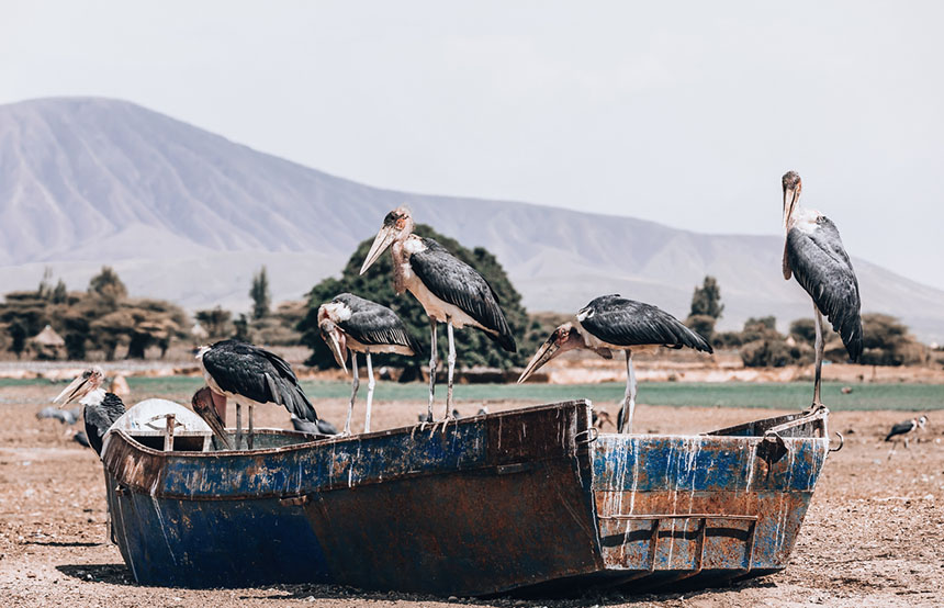 Marabou storks