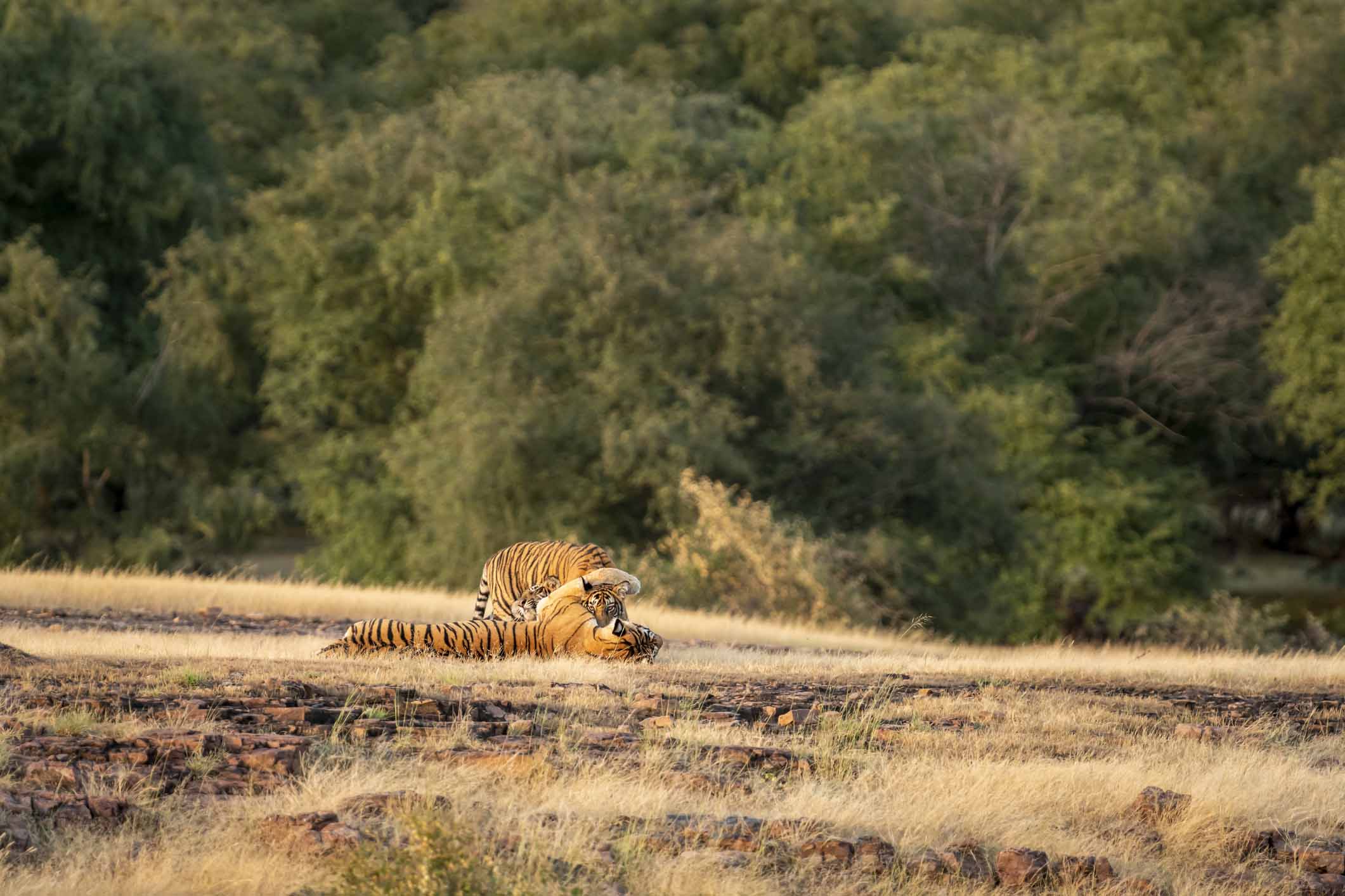 Tiger in the wild