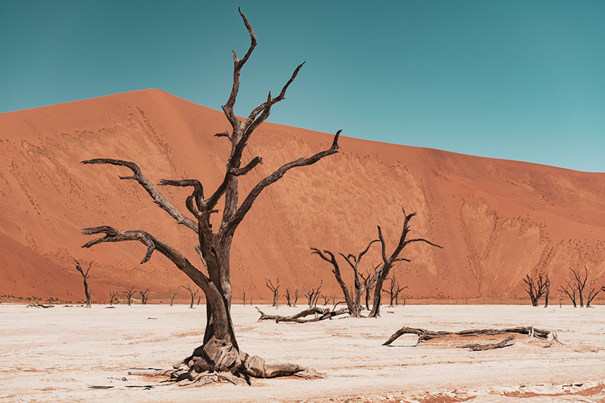 Petrified trees in Deadvlei, Namibia