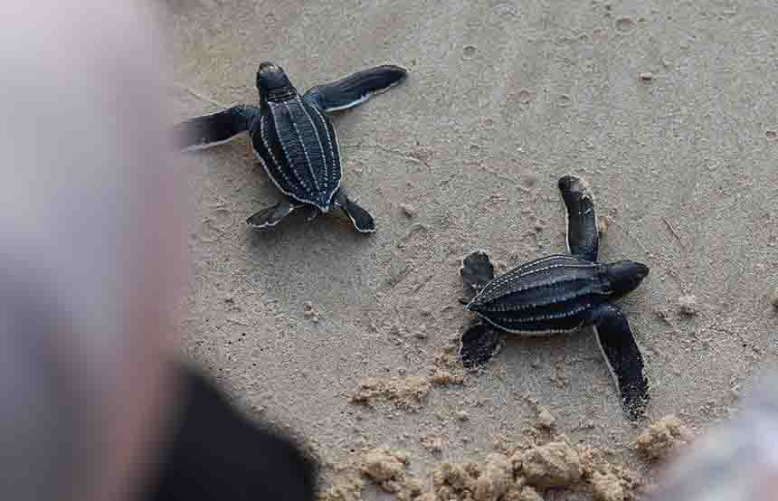 Indonesia sea turtles