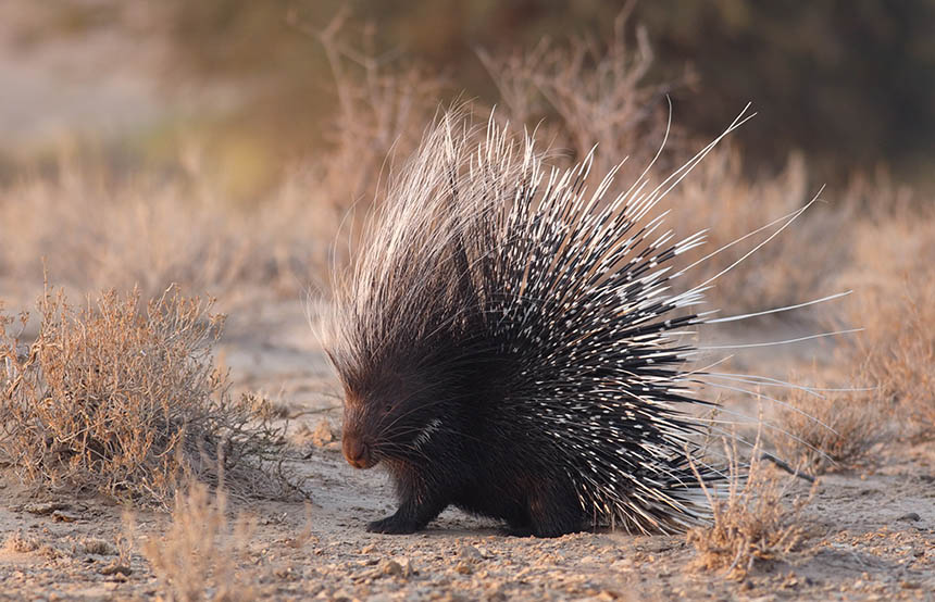 Cape porcupine in South Africa