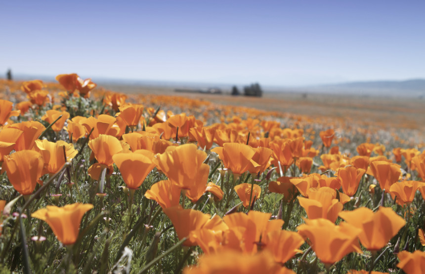 California Poppies