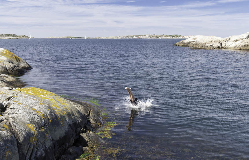 Diving into the water off an island in Sweden