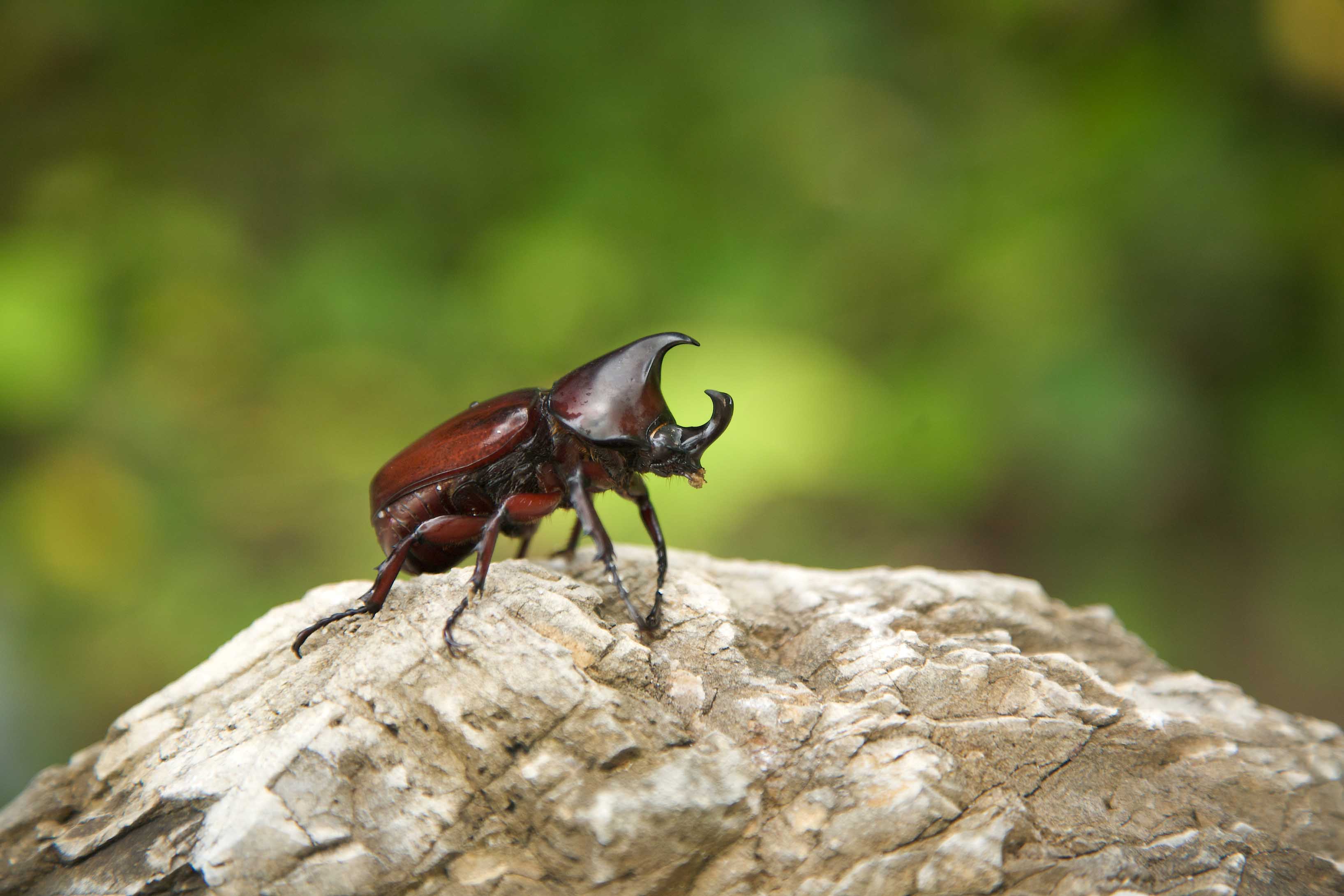 rhino beetle