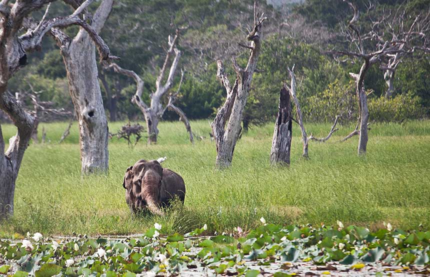 Elephant in Yala National Park, Sri Lanka