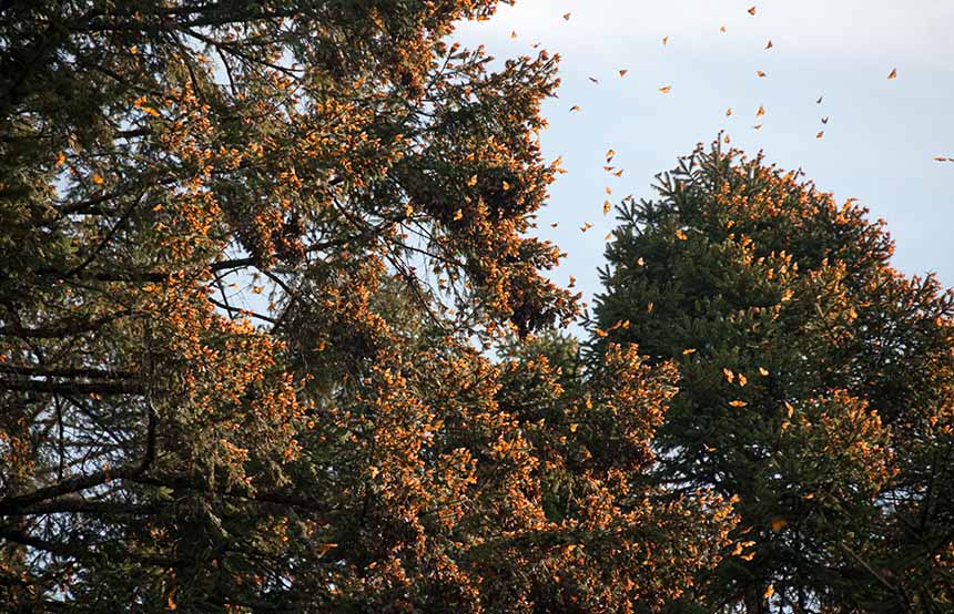 Monarch butterflies in Oyamel Forest, Mexico