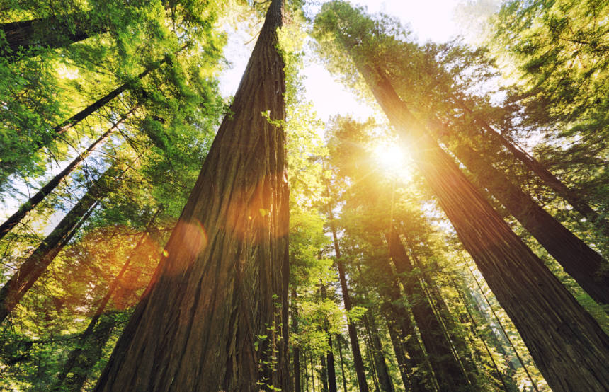 Sequoia National Park