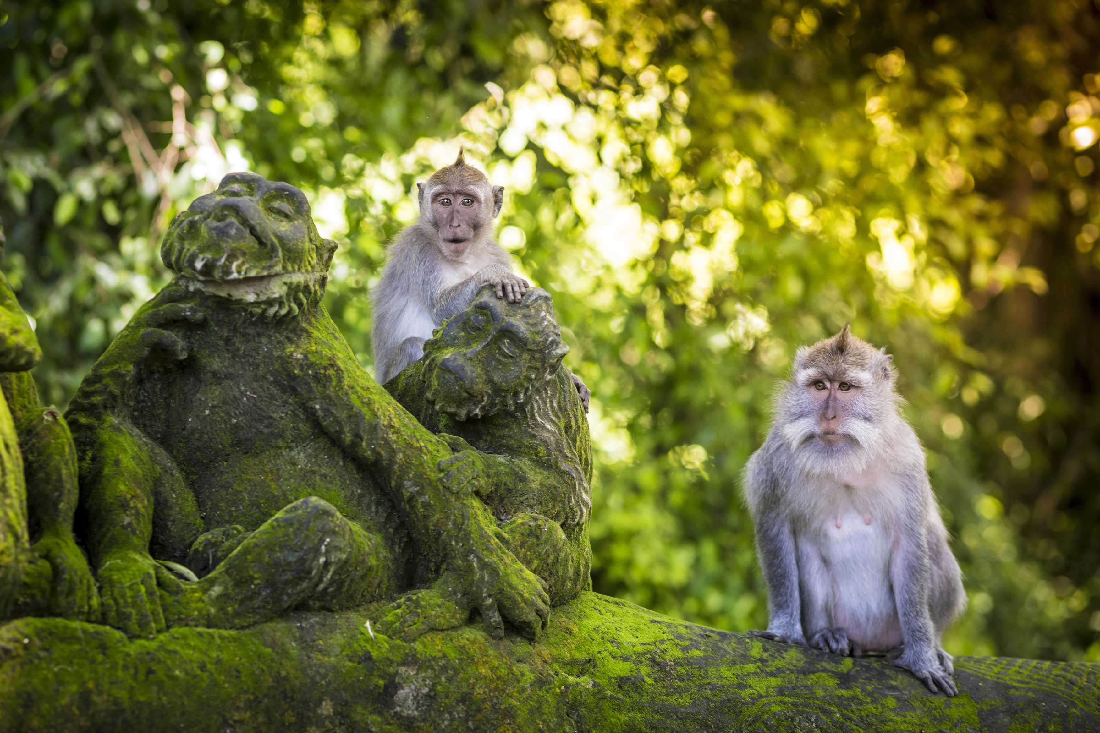 Bali monkey forest 