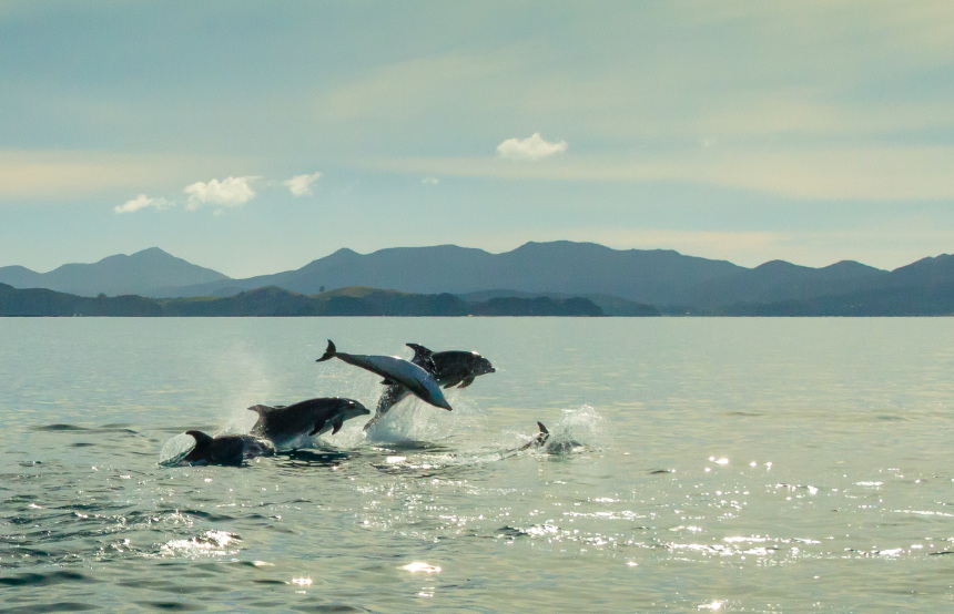 Dolphins in New Zealand