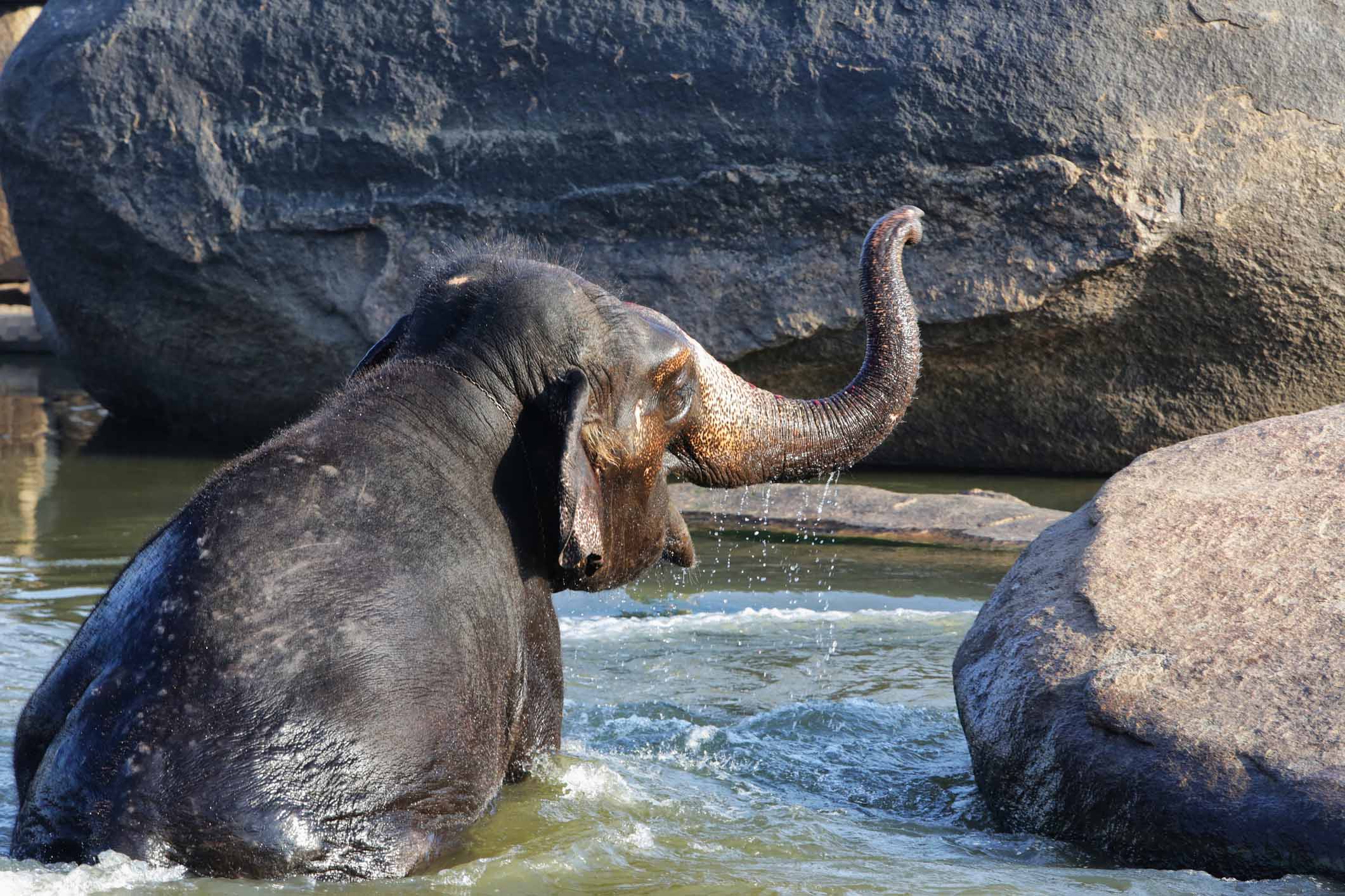 elephant in India